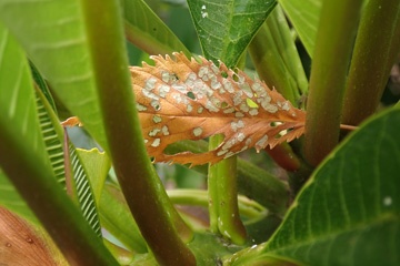 P3077174a.jpg